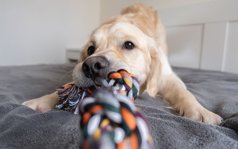 Actividades divertidas y atractivas para tu cachorro - En interiores